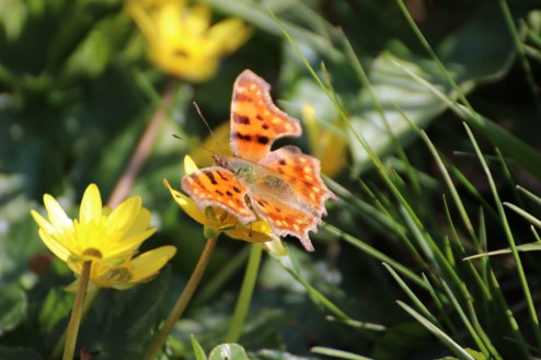 Photo fleurs et papillon