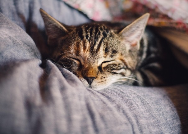 Photo de chat